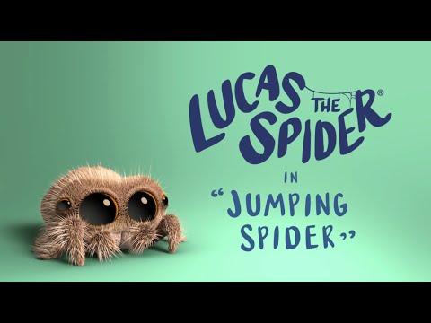 Lucas the Spider - Jumping Spider