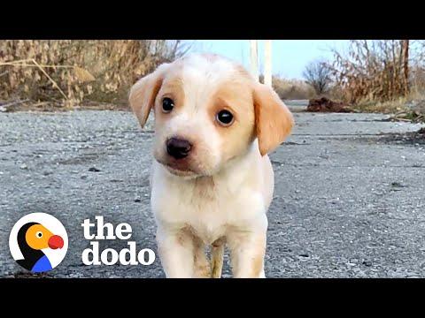 Shaking Puppy Found All Alone Starts Wagging His Tail #Video
