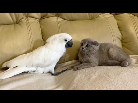 The Funniest Talking Parrots Ever #Video