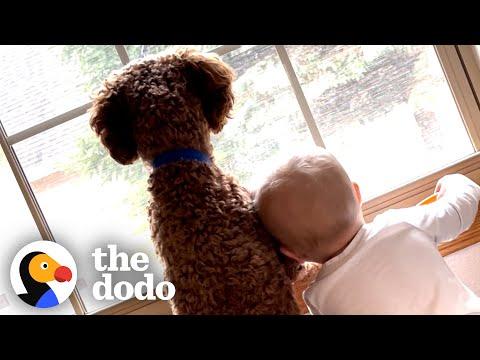 Family Brings Home A Puppy And A Baby At The Same Time #Video