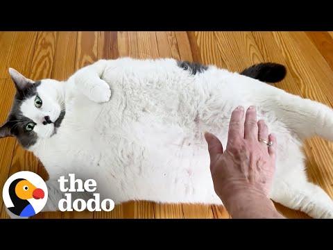 42-Pound Cat Goes On An Amazing Weight Loss Journey #Video
