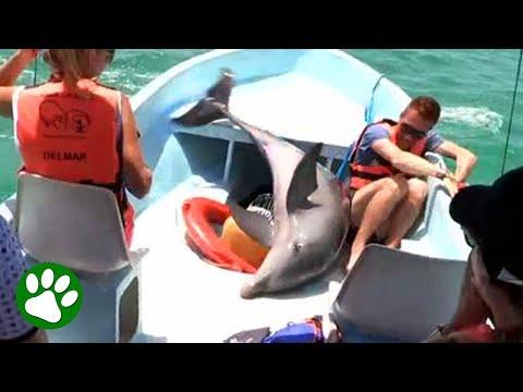 Boat Ride Takes An Unexpected Turn #Video