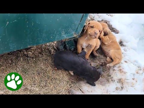Adorable puppies found behind dumpster #Video