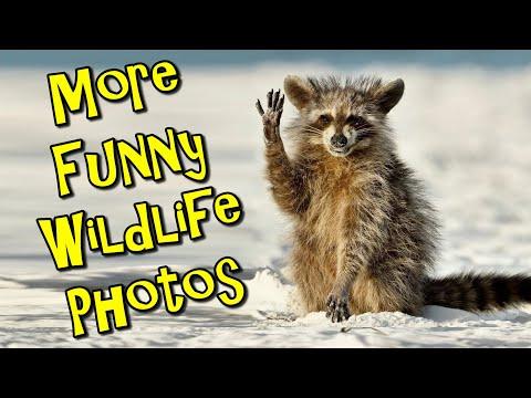 Funny Wildlife Photos #Video