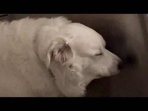 Family discovers dog is deaf. Their response is hearttbreaking. #Video