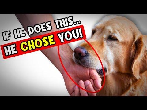 7 Undeniable Signs Your Dog Picked You as Their Owner! #Video