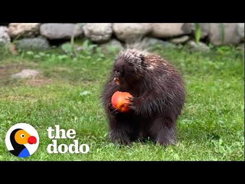 Wild Porcupine Demands Fresh Fruit Until His Paw Heals #Video