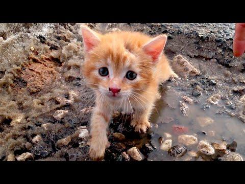 It's scary and cold here. adopt me dad, I will be a foster kitten. #Video