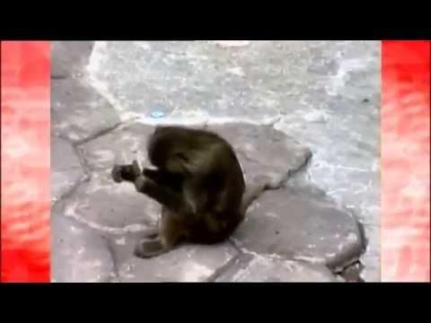 Monkey Sees Himself In The Mirror For The First Time