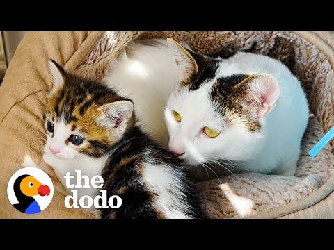 Aggressive Cat Meets A Tiny Kitten And The Cutest Thing Happens #Video