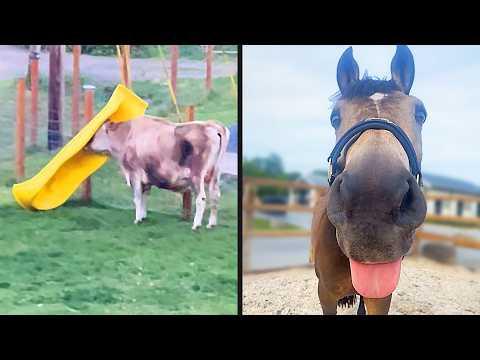 Best Farmyard Animal Videos | YOUR Daily Dose of Pets #Video