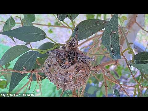 Allen’s Hummingbird Chicks (14–15 Days Old) Practice Wing Flaps #Video