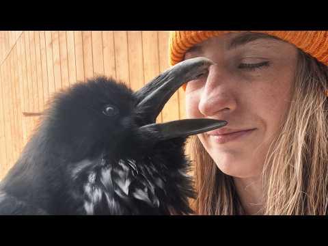 Injured Crow Becomes a Basketball Star! #Video