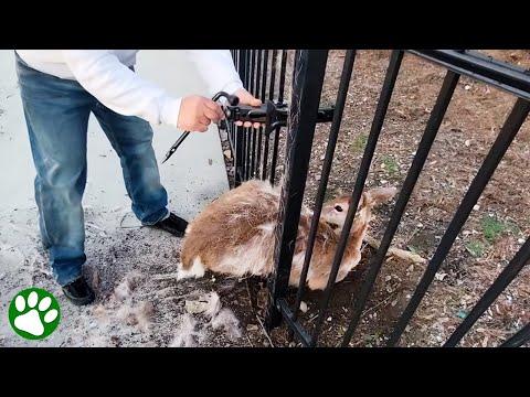 Man bends iron bars to save fawn #Video