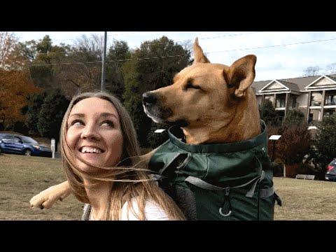 Woman Brings Home A Perfect Dog...A Vet Visit Changed Their Lives #Video