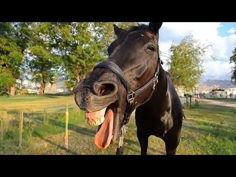 Funniest Horse Act Ever! Cute And funny horse Videos