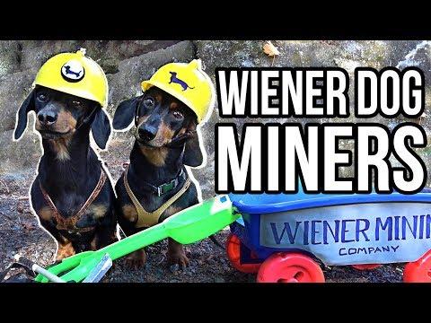 WIENER DOG MINERS! - Cute Dachshunds Digging for Squeaky Balls!