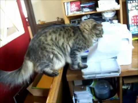 Ralph The Cat Helps His Human With Printing