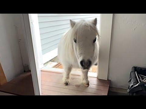 Unusual horse ends inside woman's house #Video