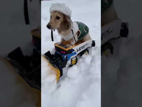 Dachshunds are SMART! Wiener Snowplow! #Video