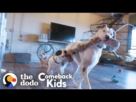 119-Pound Dog With Bad Feet Had To Tiptoe Everywhere Video — Watch Her Run! | The Dodo Comeback Kids