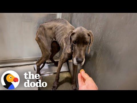 Emaciated Great Dane Gets Rescued Just In Time  #Video