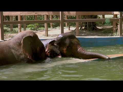 Kabu has a great moment with the Broken leg baby elephant Cha Na