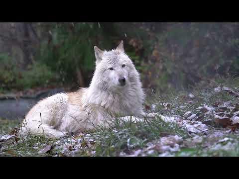 Your Moment of Calm with Nikai the Wolf #Video