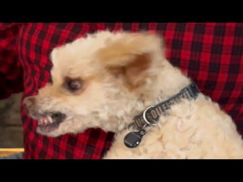 Elderly dog saved from shelter sings beautifully #Video