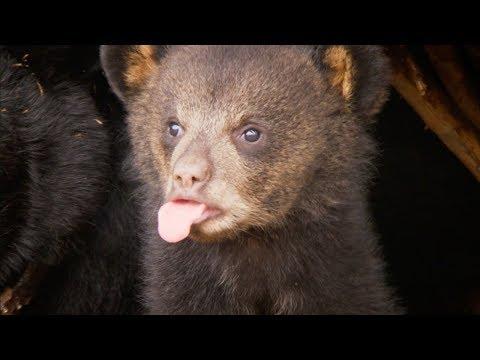 Picture Day for CUTE Bear Cubs! | BBC Earth