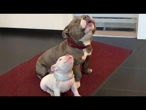 When Your Dog Is So Proud To Be a Mom For The First Time... #Video