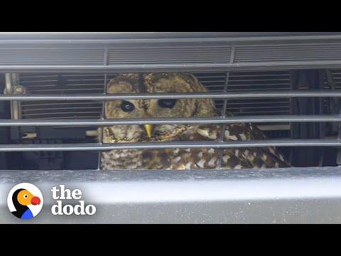 Wild Owl Rescued From The Grill Of A Car #Video