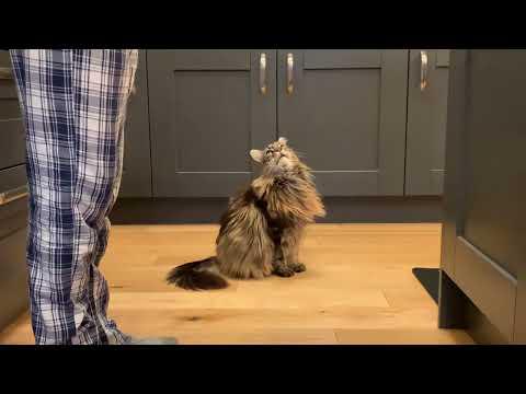 HUGE Cat Talking Back To Owner! #Video