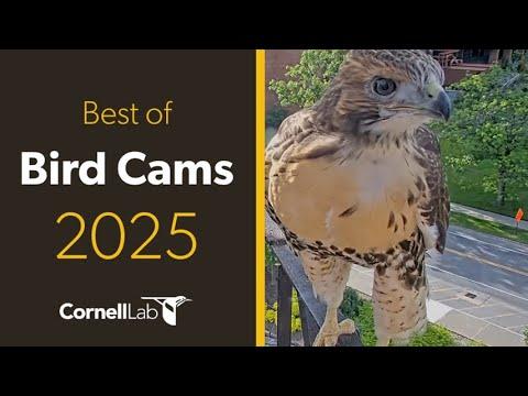 The Best Bird Cams Highlights of 2025 #Video
