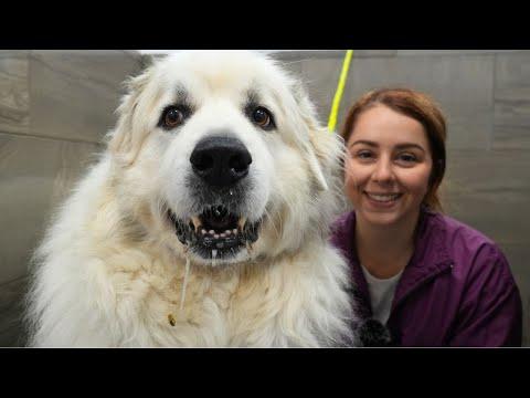 Transform This Stubborn Great Pyrenees With Me | Don't Touch My PAWS! #Video