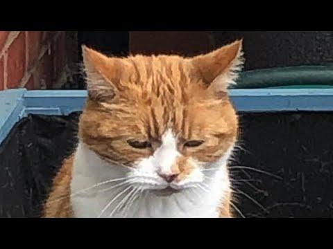 Shy cat melts heart with his meow #Video