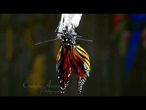 Amazing Footage - Chrysalis To Butterfly #Video