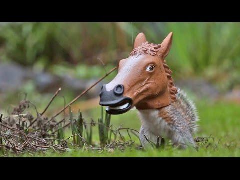 Squirrel Goes Nuts