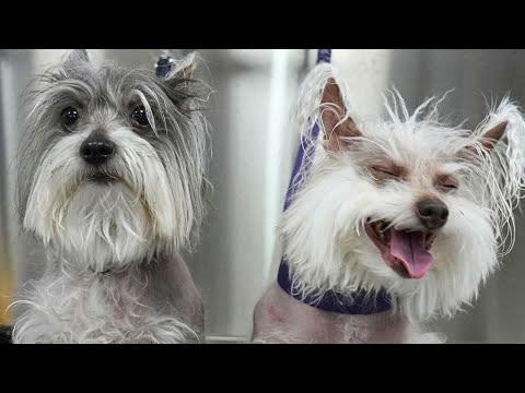 Try NOT To Fall In Love With These Two Hairless Hooligans #Video