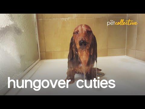 Hungover Pets Video