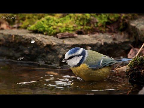 Bath Time at my Wildlife Pond | Discover Wildlife | Robert E Fuller #Video