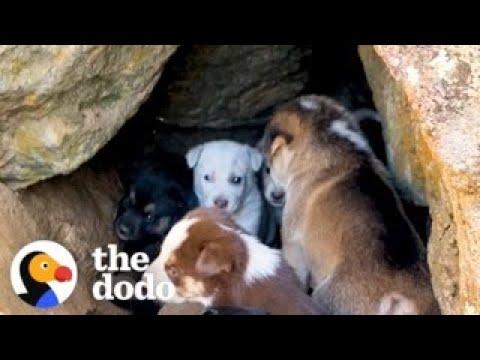 Woman Rescues 10 Tiny Puppies From A Rock Cave #Video