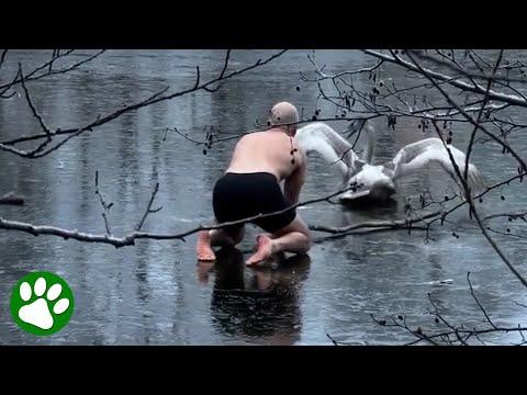 Man Braves Thin Ice To Save Swan #Video