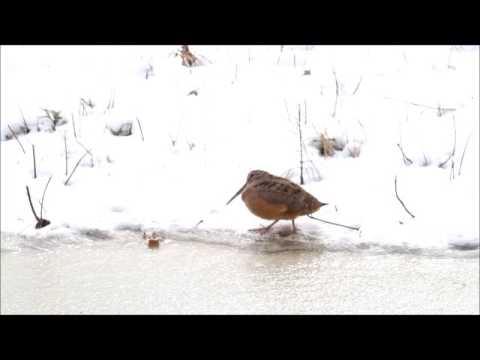 American Woodcock shows off dance moves #Video