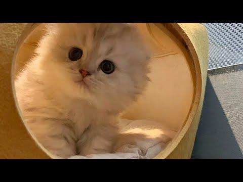 This Fluffy Little Kitty Is a Heart Stealer Video