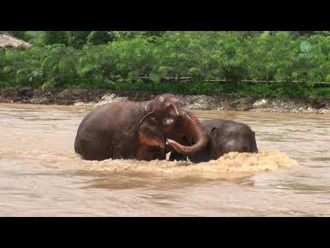 Elders Nanny Try To Protect Elephant Thong Ae Swimming In The River While Flooding - Elephant News #