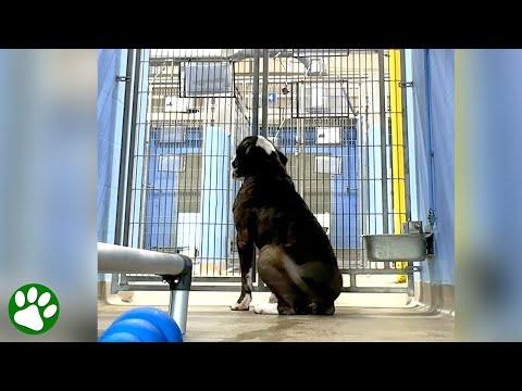 The shelter dog everyone ignores #Video
