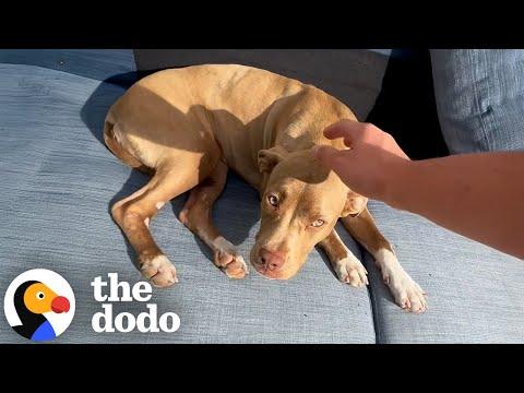 Injured Pit Bull Is SO Grateful This Guy Found Her #Video