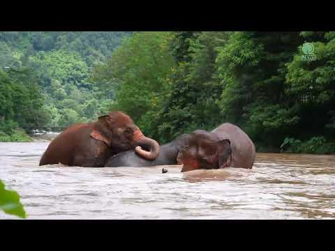 The River Is The Place Of Healing Elephants Who Have Bad Memories - ElephantNews #Video