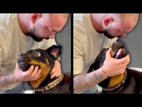 Chiropractor Cracks Dog's Neck. Your Daily Dose Of Internet #Video